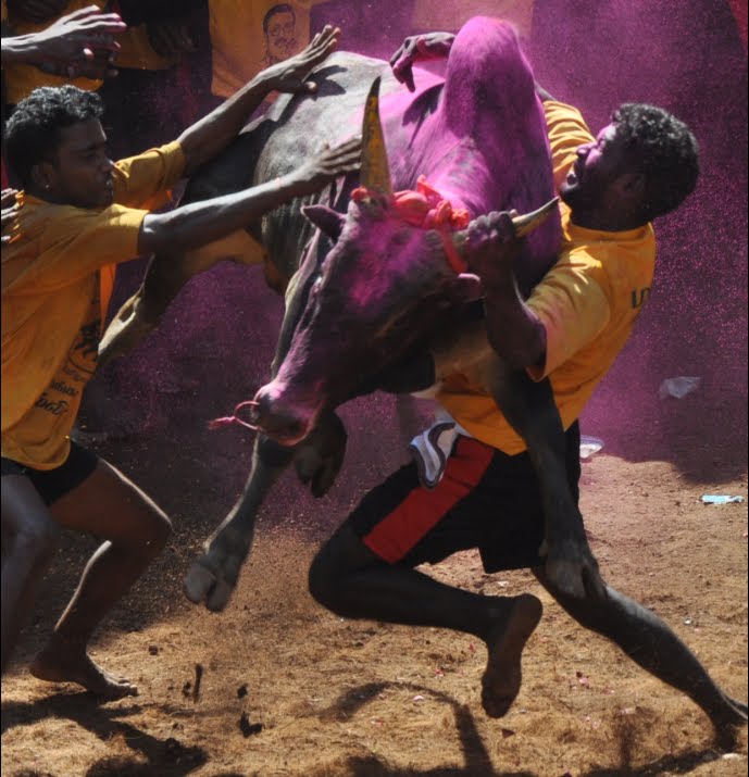 Bull_Taming,_Alanganallur,_India.jpg